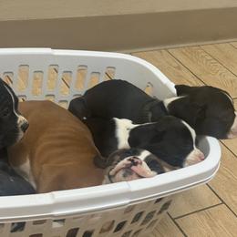 Boxer and Pomeranian Puppies from Spivey the grand boxers and poms