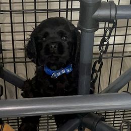 Cocker Spaniel Puppies from Joker Karr’s