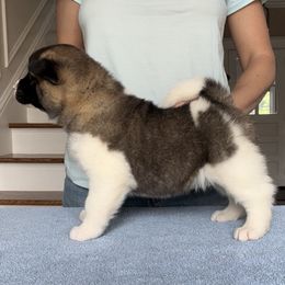 Girl 4 - Akita puppy in Coopersburg, Pennsylvania from Main Street Akitas