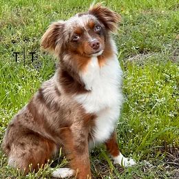 Tinley - Toy Australian Shepherd