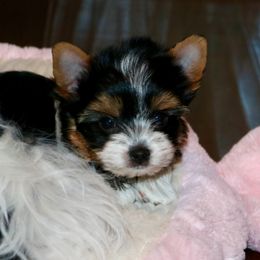 Biewer Terrier Puppies from Magical Biewers