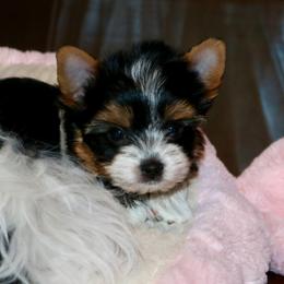 Biewer Terrier Puppies from Magical Biewers