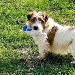 Henry - White and tan male Russell Terrier puppy in Lufkin, Texas from Dixie-Rose JRT