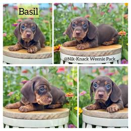 Basil - Chocolate and tan male Dachshund puppy in Florida from Niki Humphries' Dachshunds