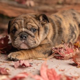 Bulldog Puppies from Erimis Bulldogs