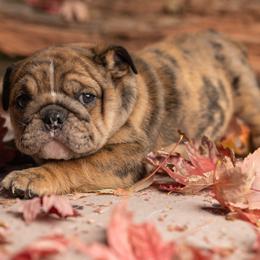 Bulldog Puppies from Erimis Bulldogs