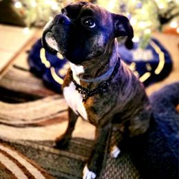 Ava - Boxer