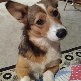 Pembroke Welsh Corgis from Custom King Corgi