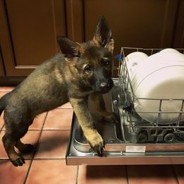 German Shepherd Puppies from Sternenlicht Kennel