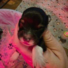 Boy 2 - Black and tan male Pembroke Welsh Corgi puppy in Middleburg, Florida from Mulkeys Little Corgis