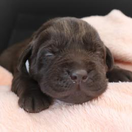 Serenity - Chocolate female Labrador Retriever puppy in Camden, Indiana from Camden's Caring Canines
