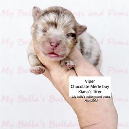 Viper - Chocolate merle male Pomeranian puppy in Inola, Oklahoma from My Bella’s Pomeranians
