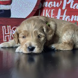 Bodhi - Red  male Goldendoodle puppy in Adolphus, Kentucky from Deerly Poodles