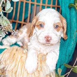 Sky - Caramel female Australian Labradoodle puppy in Decatur, Alabama from Southern Meadows Doodles