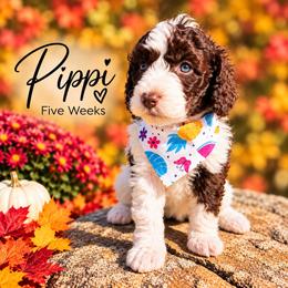 Pippi - Brown female Whoodle puppy in Knoxville, Tennessee from Fleury Farm Doodles TN