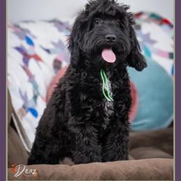 Bondi - Black female Cockapoo puppy in Connersville, Indiana from Deaz Doodle Ranch
