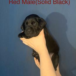 Labrador Retriever Puppies from Shadows Lovely Kennel