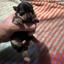 Chihuahua and Pembroke Welsh Corgi Puppies from Stephanie’s Corgi Colony