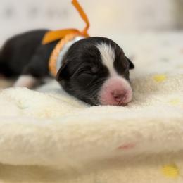Australian Shepherd Puppies from Colorful Dreamers Australian Shepherds