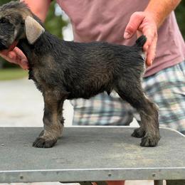 PS Boy 3 - Pepper and salt male Giant Schnauzer puppy in Bois D’arc, Missouri from Down Low Kennels