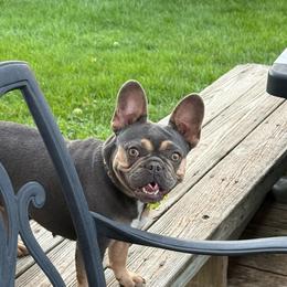 Clara - Tricolors female French Bulldog puppy in Mansfield, Ohio from Bad to the Bone French Bullies