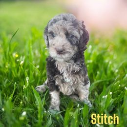 Stitch - Merle male Bernedoodle puppy in Bennett, Colorado from Darling Paws Bernedoodles, LLC
