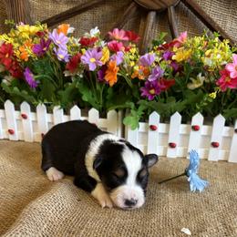 Black Tri Male 2 - Black tri male Miniature American Shepherd puppy in Cowlitz County, Washington from Pleasant Woods Miniature American Shepherds