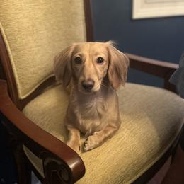 Allie - Dachshund