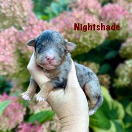 Boy 3 - Merle male Bernedoodle puppy in Midland, Michigan from Northern Charm Farm