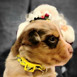 Australian Shepherds from Work 'n' Ranch Aussies LLC