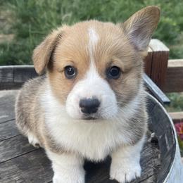 Boy 2 - Red Pembroke Welsh Corgi puppy in Solano County, California from Early Spring Corgis