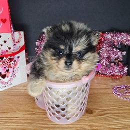 Pepper's Pom Poms - Blue merle male Pomeranian puppy in Plant City, Florida from Pepper's Pomeranians