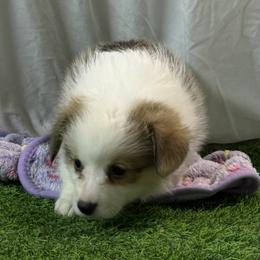 Girl 1 - Red female Pembroke Welsh Corgi puppy in Moulton, Alabama from Reed's Pembroke Corgi Welsh