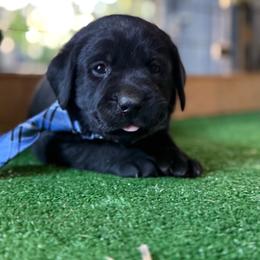 Skipper - Black male Labrador Retriever puppy in Dixon, California from Rosslyn Labradors (Rose-Line)