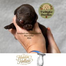 King Oyster - Blue Collar - Chocolate male Goldendoodle puppy in Garland, Texas from Twilight Doodles