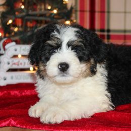 Prancer - Aussiedoodle puppy from Lazy S Aussies
