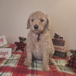 Purple girl - Cream female Labradoodle puppy in El Paso, Texas from My Cuddly Doodles