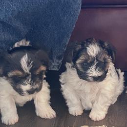 Biewer Terrier and Yorkshire Terrier Puppies from Judy McCallum