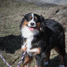 Etta - Miniature American Shepherd