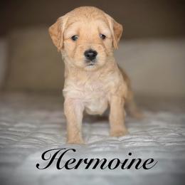 Hermoine (Green Collar) - Cream female Goldendoodle puppy in Portland, Oregon from Smith Family Doodles