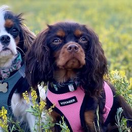 Ember - Cavalier King Charles Spaniel