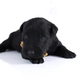 Scott - Black male Scottish Terrier puppy in Mount Joy, Pennsylvania from K&M Kennel