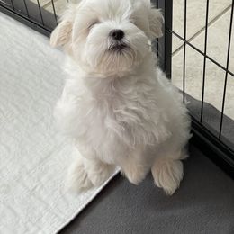 Maltese, Morkie, and Yorkshire Terrier Puppies from Cottonwood Maltese & Yorkies