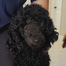Moon - Poodle
