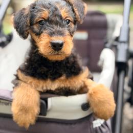 Appa AKA Baby Boy Blue - Black and tan male Airedale Terrier puppy in Mooresville, North Carolina from Farm 55