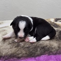 Girl 1 Champion lines - Black female Border Collie puppy in Newalla, Oklahoma from Roughstock Border Collies and Dachshunds