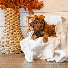 Purple collar girl - Red  female Goldendoodle puppy in Spokane, Washington from Dream Doodles in Spokane WA