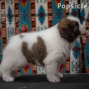 Popsicle - White male Tornjak puppy in Albright, West Virginia from Pine Spring Farm