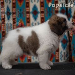 Popsicle - White male Tornjak puppy in Albright, West Virginia from Pine Spring Farm