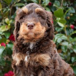 Peggy - Phantom female Bernedoodle puppy in Folsom, Louisiana from DoodlesFarmCo